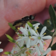 Odontomyia opertanea (A soldier fly) at Pollinator-friendly garden Conder - 12 Dec 2023 by michaelb