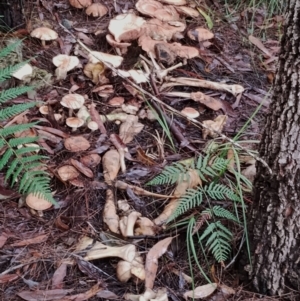 Hebeloma aminophilum at Bodalla State Forest - 9 May 2024