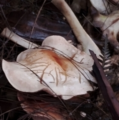 Hebeloma aminophilum at Bodalla State Forest - 9 May 2024 10:29 AM