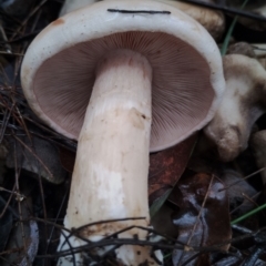 Hebeloma aminophilum at Bodalla State Forest - 9 May 2024 10:29 AM