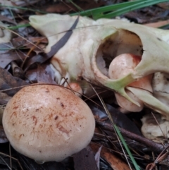 Hebeloma aminophilum at Bodalla State Forest - 9 May 2024 10:29 AM