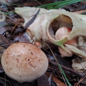 Hebeloma aminophilum at Bodalla State Forest - 9 May 2024