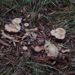 Hebeloma aminophilum at Bodalla State Forest - 9 May 2024