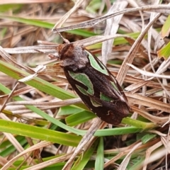 Cosmodes elegans (Green Blotched Moth) at Yass River, NSW - 10 May 2024 by SenexRugosus