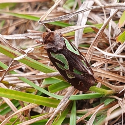 Cosmodes elegans (Green Blotched Moth) at Yass River, NSW - 10 May 2024 by SenexRugosus