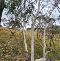 Eucalyptus pauciflora subsp. pauciflora (White Sally, Snow Gum) at Bungendore, NSW - 10 May 2024 by Steve818