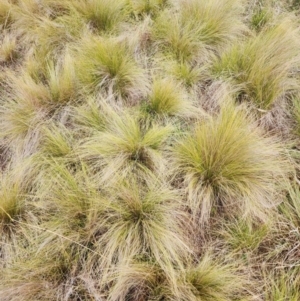 Nassella trichotoma at QPRC LGA - 10 May 2024