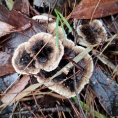 Unidentified Cap on a stem; teeth below cap at Bodalla State Forest - 8 May 2024 by Teresa