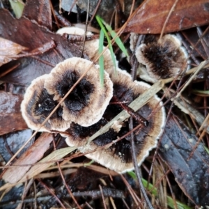 Phellodon niger at Bodalla State Forest - 9 May 2024