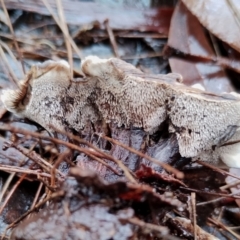 Phellodon niger at Bodalla State Forest - 9 May 2024