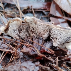 Phellodon niger at Bodalla State Forest - 9 May 2024