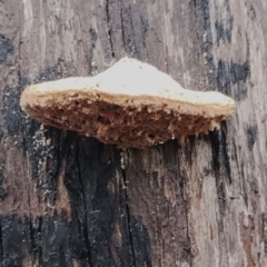 Piptoporus australiensis (Curry Punk) at Bodalla, NSW - 9 May 2024 by Teresa