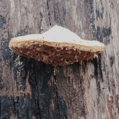 Piptoporus australiensis (Curry Punk) at Bodalla State Forest - 9 May 2024 by Teresa