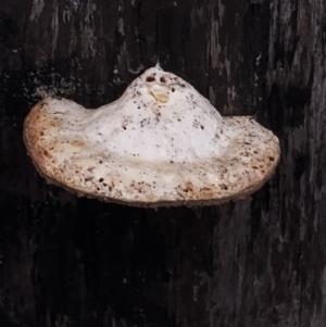 Piptoporus australiensis at Bodalla State Forest - 9 May 2024 10:38 AM