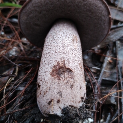 Leccinum sp. at Bodalla State Forest - 8 May 2024 by Teresa