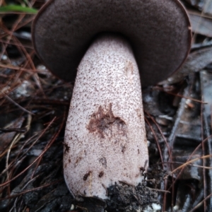 Leccinum sp. at Bodalla, NSW by Teresa