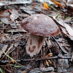 Leccinum sp. at Bodalla State Forest - 9 May 2024