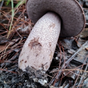 Leccinum sp. at Bodalla State Forest - 9 May 2024 09:20 AM