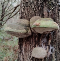 Phellinus sp. (Phellinus sp.) at Bodalla State Forest - 9 May 2024 by Teresa