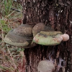 Phellinus sp. at Bodalla State Forest - 9 May 2024