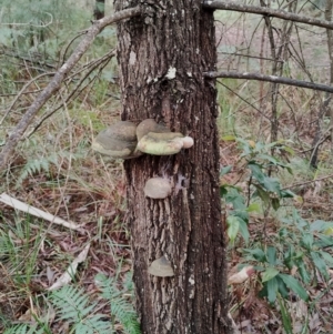 Phellinus sp. at Bodalla State Forest - 9 May 2024