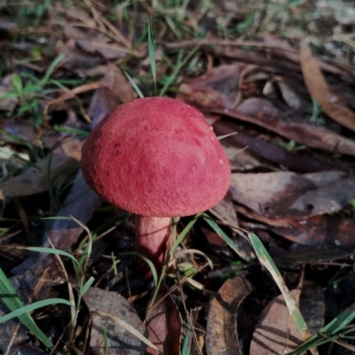 Boletales at Bodalla State Forest - 9 May 2024 by Teresa