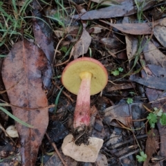 Boletales at Bodalla State Forest - 9 May 2024 12:10 PM