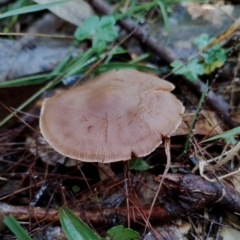 Unverified Cap on a stem; gills below cap [mushrooms or mushroom-like] at Bodalla State Forest - 9 May 2024 by Teresa