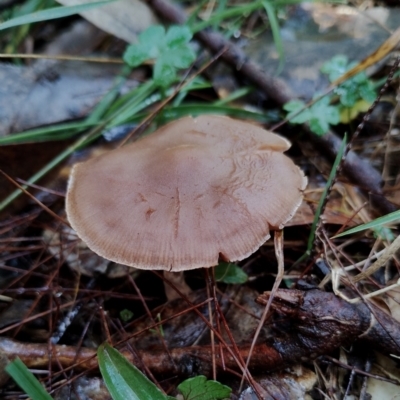 Unidentified Cap on a stem; gills below cap [mushrooms or mushroom-like] at suppressed - 9 May 2024 by Teresa