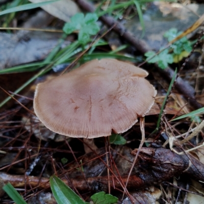 Unverified Cap on a stem; gills below cap [mushrooms or mushroom-like] at Bodalla State Forest - 9 May 2024 by Teresa