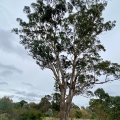 Eucalyptus melliodora (Yellow Box) at Kenny, ACT - 10 May 2024 by mcosgrove