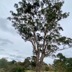 Eucalyptus melliodora (Yellow Box) at suppressed by mcosgrove