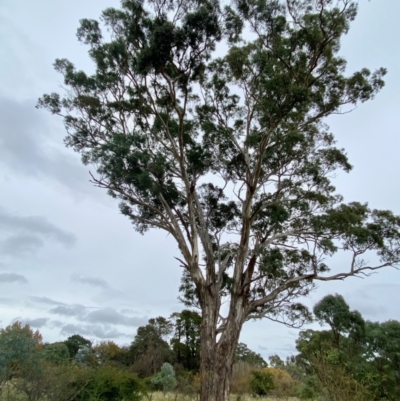 Eucalyptus melliodora (Yellow Box) at Kenny, ACT - 10 May 2024 by mcosgrove