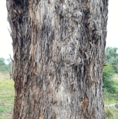 Eucalyptus melliodora at Kenny, ACT - suppressed