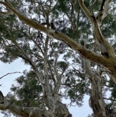 Eucalyptus melliodora at Kenny, ACT - suppressed