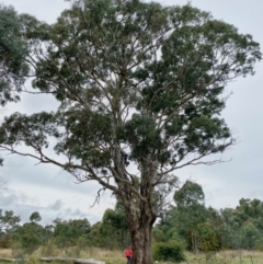 Eucalyptus melliodora at Kenny, ACT - suppressed