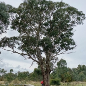 Eucalyptus melliodora at Kenny, ACT - suppressed