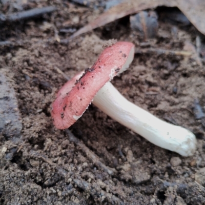 Russula sp. (Russula) at Bodalla State Forest - 9 May 2024 by Teresa