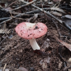 Russula sp. (genus) at Bodalla State Forest - 9 May 2024