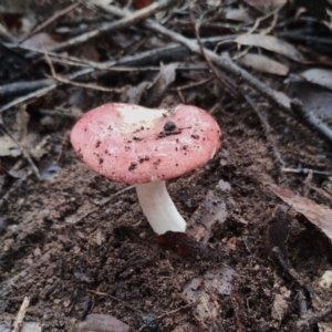 Russula sp. (genus) at Bodalla State Forest - 9 May 2024 11:47 AM