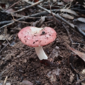 Russula sp. at Bodalla State Forest - 9 May 2024