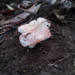 Russula sp. (genus) at Bodalla State Forest - 9 May 2024 11:47 AM