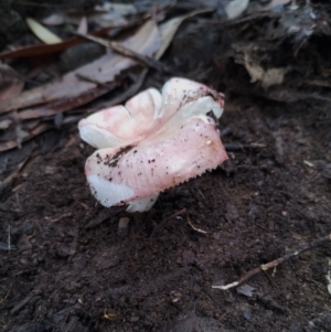 Russula sp. (genus) at Bodalla State Forest - 9 May 2024