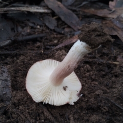 Russula sp. (genus) at Bodalla State Forest - 9 May 2024 11:47 AM