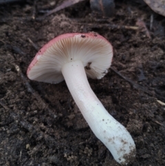 Russula sp. (genus) at Bodalla State Forest - 9 May 2024