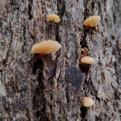 Unverified Cap on a stem; gills below cap [mushrooms or mushroom-like] at Bodalla State Forest - 9 May 2024 by Teresa
