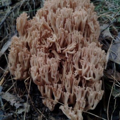Ramaria sp. (genus) (A Coral fungus) at Bodalla State Forest - 9 May 2024 by Teresa