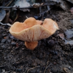 Unidentified Cap on a stem; gills below cap [mushrooms or mushroom-like] at Bodalla State Forest - 9 May 2024 by Teresa