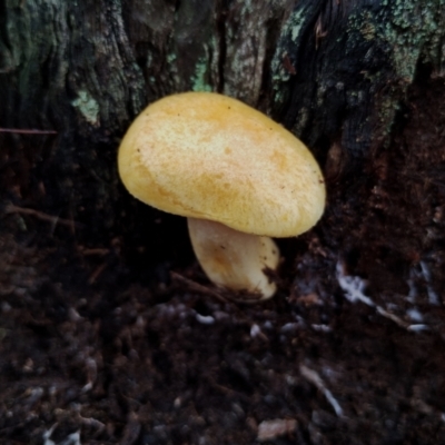 Unverified Cap on a stem; gills below cap [mushrooms or mushroom-like] at Bodalla State Forest - 9 May 2024 by Teresa