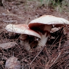 Unverified Cap on a stem; gills below cap [mushrooms or mushroom-like] at Bodalla State Forest - 9 May 2024 by Teresa